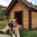 Dog House Heater: A Complete Guide for Keeping Your Pet Warm and Comfortable